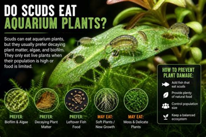 Will scuds eat my plants?