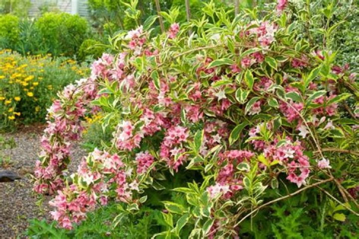 Will weigela grow in shade?