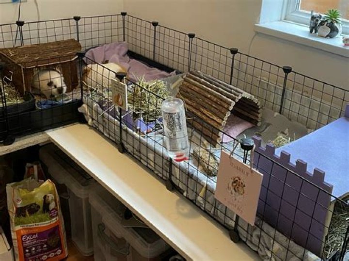 Would a ferret cage work for a guinea pig?
