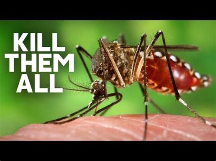 Would the ecosystem survive without mosquitoes?